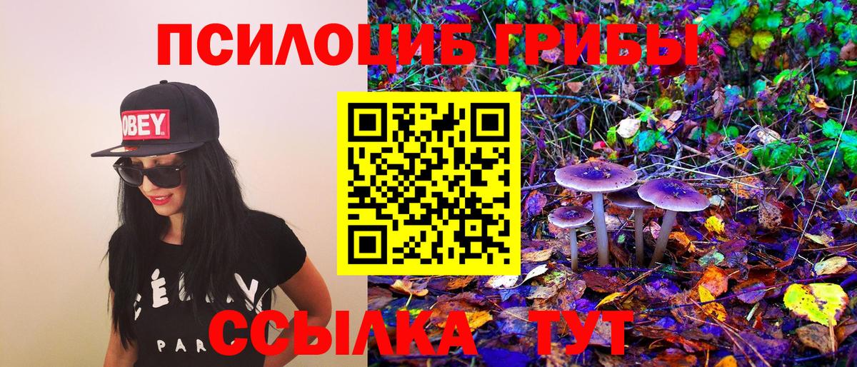 Псилоцибиновые грибы Psilocybe Полысаево