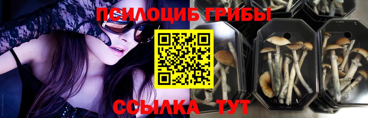 как найти наркотики  Галлюциногенные грибы Psilocybine cubensis  Вход с VPN  Полысаево 